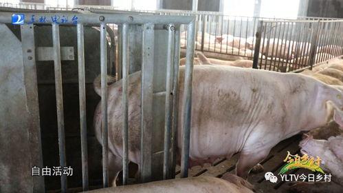 肥猪爆料虎子怎么做的视频,虎子独家视频揭秘制作过程  第3张