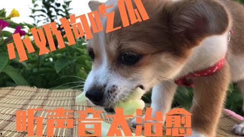 娱乐圈吃瓜小狗是谁,揭秘神秘网友背后的真实身份  第3张